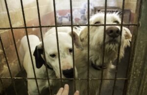 Comportista animal revela o que os filhotes aprendem com os resgates que os filhotes não aprendem