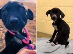 Um cachorrinho abandonado na floresta com irmãos mortos é adotado – mas um desgosto o aguarda