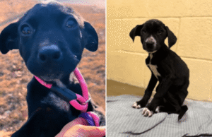 Um cachorrinho abandonado na floresta com irmãos mortos é adotado – mas um desgosto o aguarda