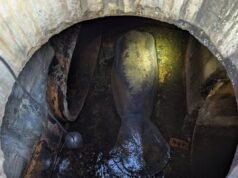 O peixe-boi gigante de 410 libras foi resgatado depois de ficar preso em um bueiro