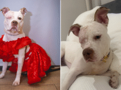 Cão de abrigo ignorado por meses após perder um olho – então tudo mudou