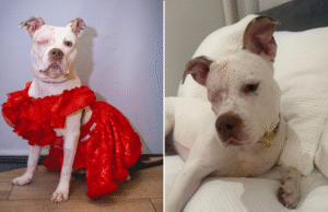 Cão de abrigo ignorado por meses após perder um olho – então tudo mudou