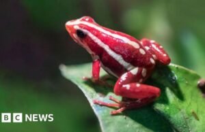 Qual é a toxina do sapo-dardo usada para matar Alexei Navalny?