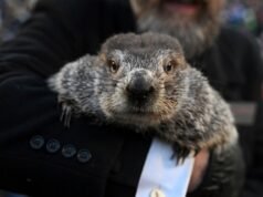Dia da Marmota: Phil prevê mais 6 semanas de frio intenso no inverno