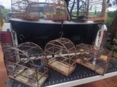 Homem multado em R$ 6,5 mil por manter 13 aves silvestres no interior de SP