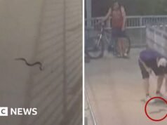 Cobra assusta passageiros na estação de trem de Sydney