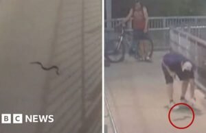 Cobra assusta passageiros na estação de trem de Sydney