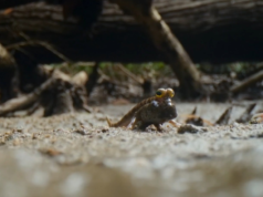 Conheça o Mudskipper, um peixe que vive fora d’água, ‘caminha’ pelo rio e desafia as leis da natureza