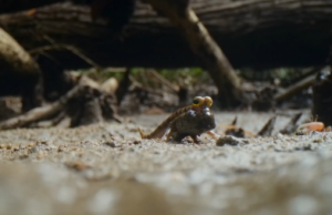 Conheça o Mudskipper, um peixe que vive fora d’água, ‘caminha’ pelo rio e desafia as leis da natureza