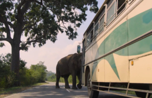 Elefantes bloqueiam estradas no Sri Lanka e motoristas usam comida para ‘negociar’ com os animais
