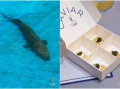 O caviar chinês é delicioso? Visite uma fazenda de esturjão operada pelo maior produtor do mundo