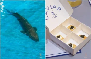 O caviar chinês é delicioso? Visite uma fazenda de esturjão operada pelo maior produtor do mundo