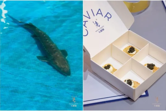 O caviar chinês é delicioso? Visite uma fazenda de esturjão operada pelo maior produtor do mundo