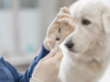 A vacinação é um gesto de amor pelo seu animal de estimação