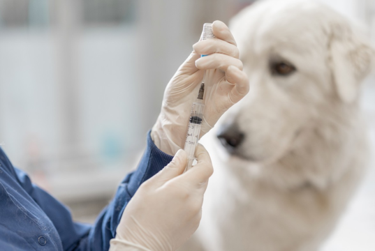 A vacinação é um gesto de amor pelo seu animal de estimação