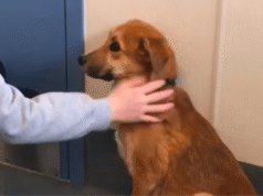 A mulher trouxe o cachorro ‘errado’ para o abrigo, mas ela sabia o que fazer