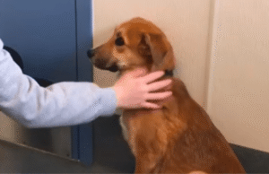 A mulher trouxe o cachorro ‘errado’ para o abrigo, mas ela sabia o que fazer