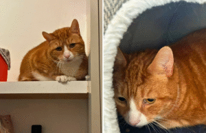 Lágrimas enquanto gato de 11 anos resgata rosto lutando para ser criado