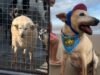 ‘Vovô Davey’: cachorro de 22 anos adotado em SC após ser abrigado