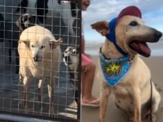 ‘Vovô Davey’: cachorro de 22 anos adotado em SC após ser abrigado