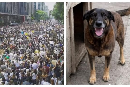 Manifestantes manifestam-se na Av. Cão paulista Orelha pede prisão dos agressores, mortos em Santa Catarina
