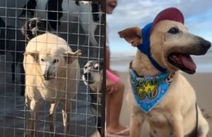 ‘Vovô Davey’: cachorro de 22 anos adotado em SC após ser abrigado