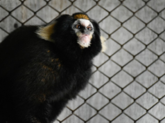 Conheça Mila, a ‘Saguim Caveira’ em missão para salvar a espécie