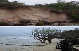 Justiça obriga estado de SP a estudar erosão na Ilha do Cardoso