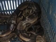 Vídeo: Jiboia encontrada em carroceria de caminhão em Itatia