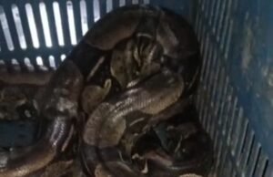 Vídeo: Jiboia encontrada em carroceria de caminhão em Itatia