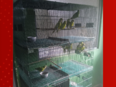 Periquitos resgatados após queda de árvores no MA estão em condição estável; Veja as etapas do tratamento