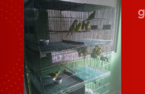 Periquitos resgatados após queda de árvores no MA estão em condição estável; Veja as etapas do tratamento