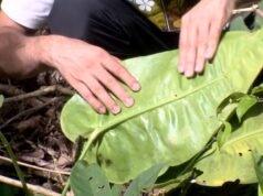 Antúrio das Pedras: novas espécies vegetais descobertas em propriedades rurais do ES
