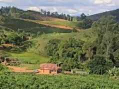 Vídeo: Plantação de maconha com 1 mil metros quadrados descoberta em MG