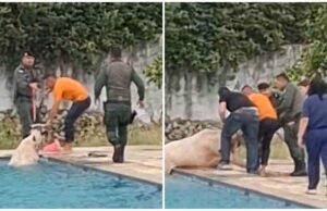 A vaca foi resgatada após cair na piscina da Academia Estadual de Segurança Pública; Assista ao vídeo