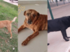 Polícia investiga desaparecimento de cães comunitários que moravam no quintal de uma empresa paranaense