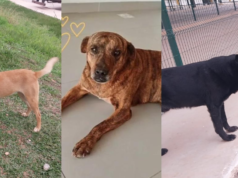 Polícia investiga desaparecimento de cães comunitários que moravam no quintal de uma empresa paranaense