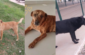 Polícia investiga desaparecimento de cães comunitários que moravam no quintal de uma empresa paranaense