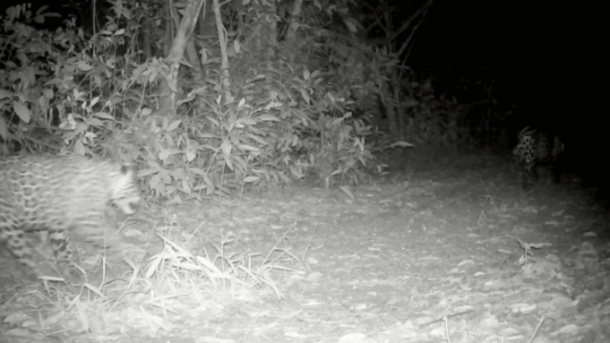 videos-g1-47-.gif