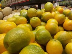 Laranjas: chuva reduz qualidade da fruta e esfria mercado paulista em janeiro, análise da USP