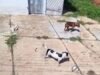 Cão maltratado é resgatado de casa abandonada em Teresina