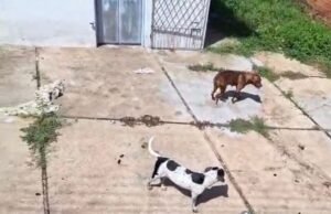 Cão maltratado é resgatado de casa abandonada em Teresina