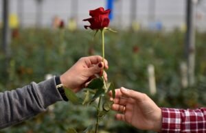 Uma pesquisa da Fox News descobriu que 60% dizem que o amor é possível apesar da divisão política