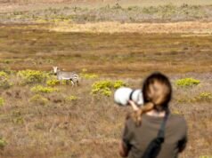 Real Safari: brasileira captura a beleza e a brutalidade da África