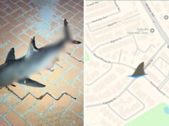 Tubarão morto encontrado na estrada noroeste de Sydney, a 20 km do mar