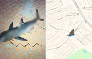 Tubarão morto encontrado na estrada noroeste de Sydney, a 20 km do mar