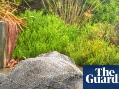 Preocupações com a ‘queda’ de focas vistas no rio Cooks, no interior de Sydney | notícias da Austrália