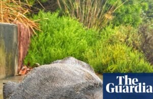 Preocupações com a ‘queda’ de focas vistas no rio Cooks, no interior de Sydney | notícias da Austrália