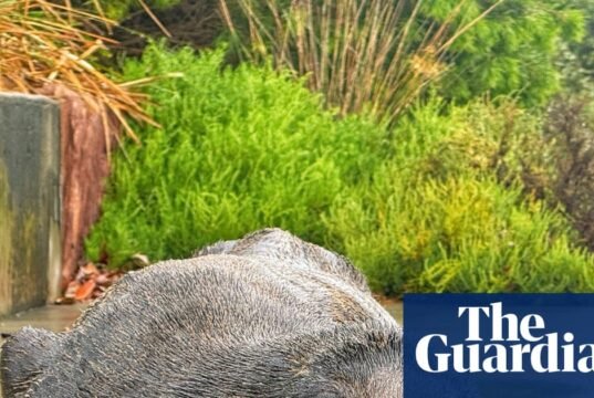 Preocupações com a ‘queda’ de focas vistas no rio Cooks, no interior de Sydney | notícias da Austrália