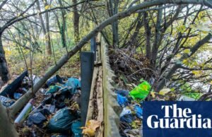 Despejo de moscas atinge recorde em todo o lixo da Inglaterra